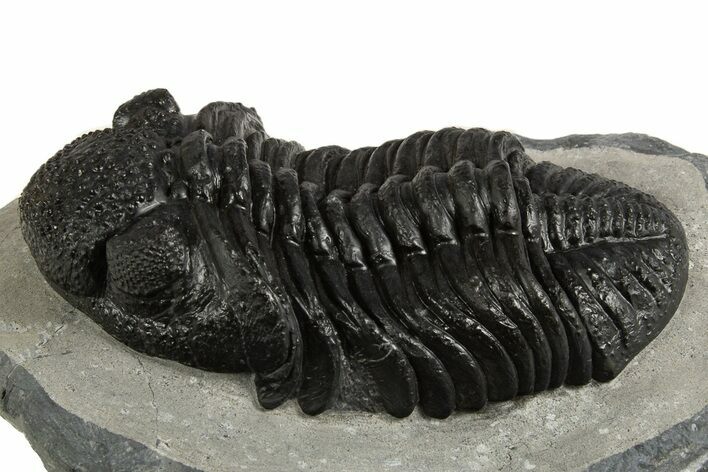 Prone Phacopid (Drotops) Trilobite - Mrakib, Morocco #338995